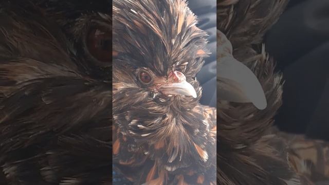 куры Падуан золотой смотреть онлайн