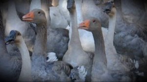 Забой гусей в домашних условиях и техника ощипывания