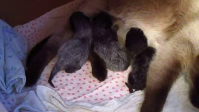 Новорожденные котята смотреть онлайн