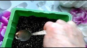 Супер капуста - Мегатон!! Сеем на рассаду..