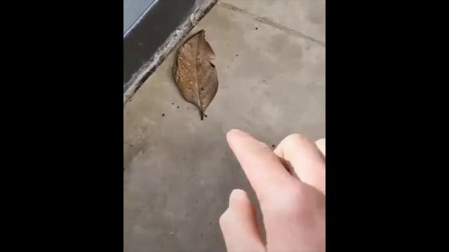 Необычный камуфляж бабочки Kallima inachus смотреть онлайн