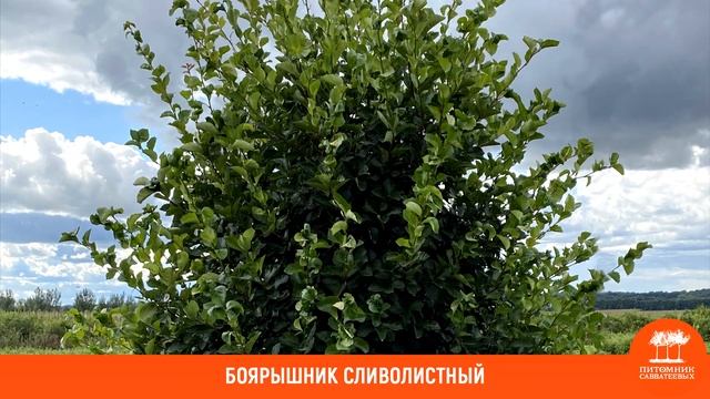 Выбираем растения для садов природного типа с Еленой Ткаченко смотреть онлайн