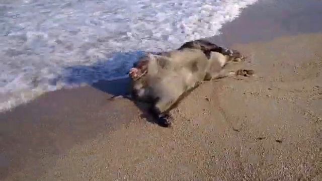 Морские свинки в Бердянске смотреть онлайн