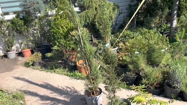 Разведение кипарисов на Северном Кавказе смотреть онлайн