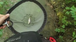 #033 Ручьевая форель