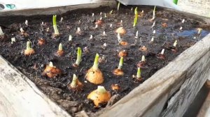 Лук севок на зелень