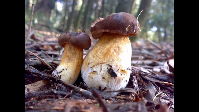 гриби в Португалії