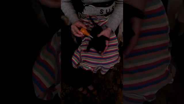 Кормление щенят смотреть онлайн