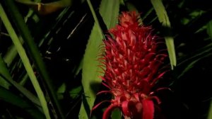 Южная Америка,дикая природа