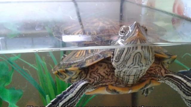 Сколько живут черепахи: продолжительность жизни водных и сухопутных смотреть онлайн