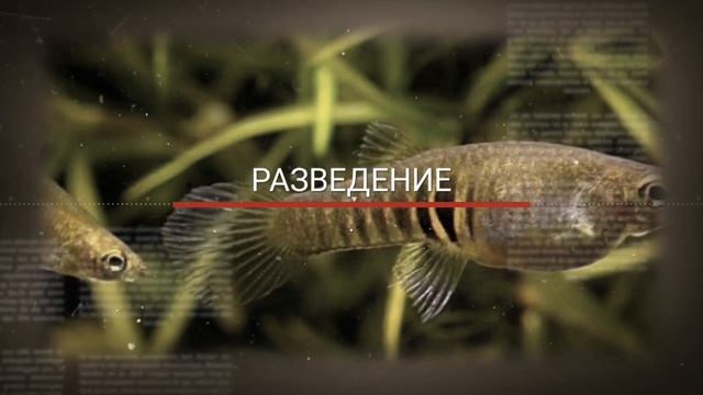 НЕОГЕТЕРАНДРИЯ ТРЁХЗУБАЯ ИЛИ ТИГРОВЫЙ ТЕДДИ. ЖИВОРОДЯЩАЯ НАНО РЫБКА смотреть онлайн