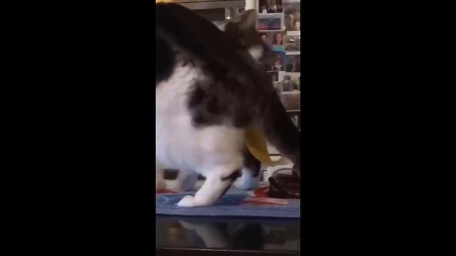 📹 Самые новые смешные животные 2023😂 Смешные коты и собаки - Animal Club смотреть онлайн