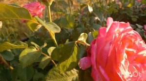 Чайно-гибридная роза Кордес Джубили Германия 2012 год, летнее цветение 2022 г.