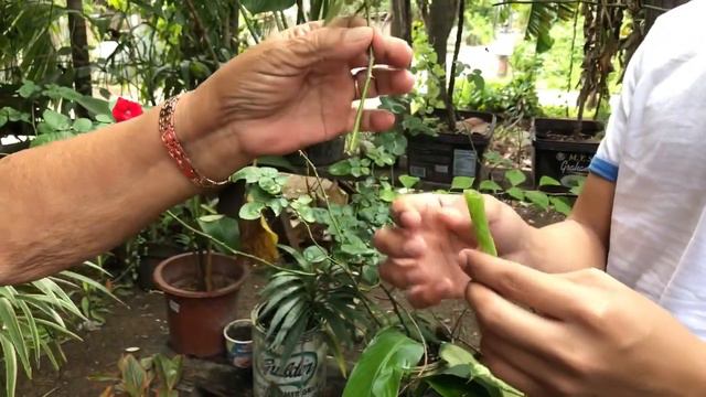 AMAZING GARDEN | GARDEN TOUR | GARDEN RAID | ANG GAGANDA NG MGA HALAMAN! смотреть онлайн