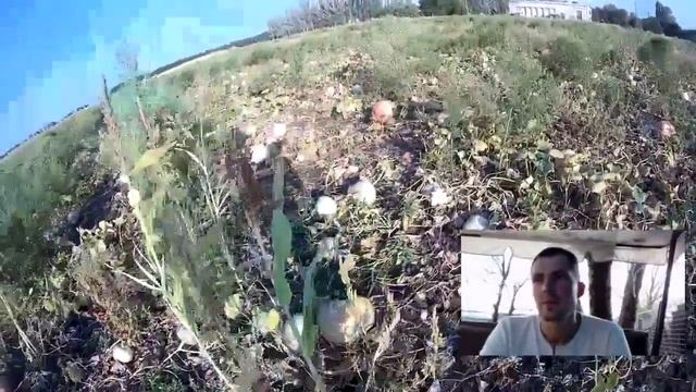 Затраты и доход на выращивании тыквы (гарбуза). Бизнес идеи для села. смотреть онлайн