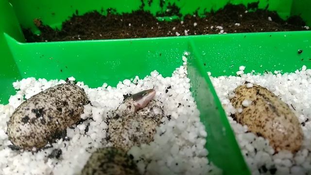 Рождение Эублефара. Часть 1 смотреть онлайн