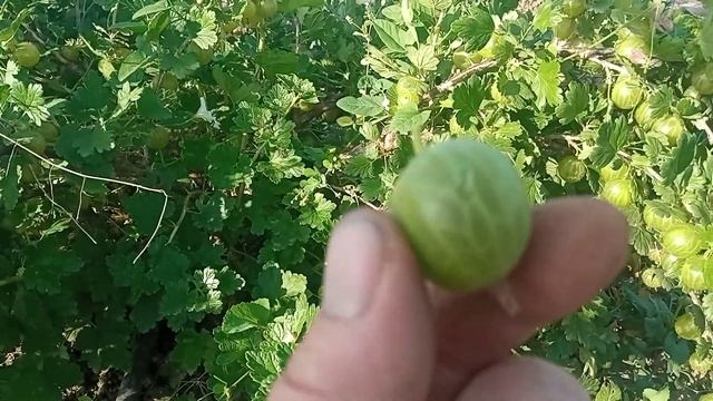 самый вкусный и крупный сорт крыжовника Белорусский сахарный