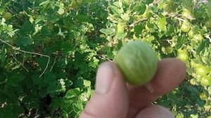 самый вкусный и крупный сорт крыжовника Белорусский сахарный