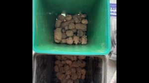 Клематисы:как сохранить,купленные саженцы из магазина до высадки в открытый грунт