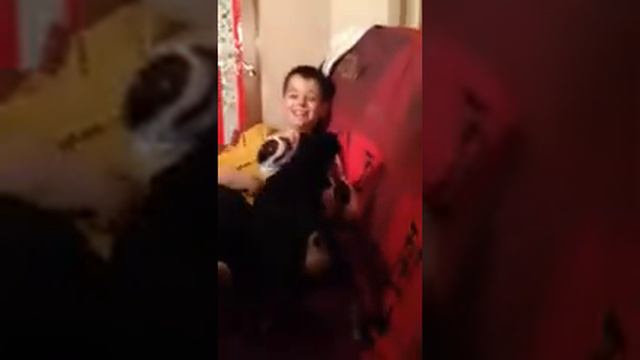 Смешные собаки Кекс !!! и Лаки!!! смотреть онлайн