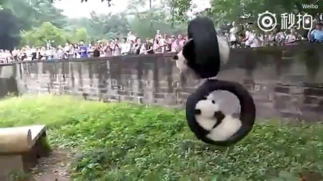 Panda twins Yubao and Yubei chill out on double swing in zoo смотреть онлайн