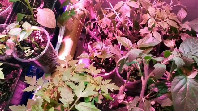 Посадка момордики,лаванды,котовника на рассаду.Моя рассада на 15 апреля 2022 года. смотреть онлайн