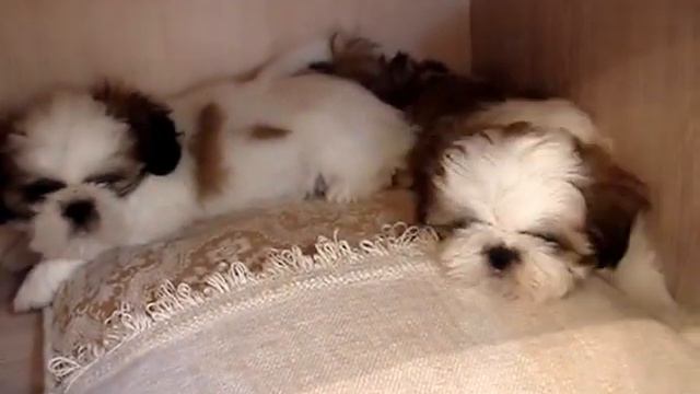 Ши-тцу щенки в домике для сна смотреть онлайн