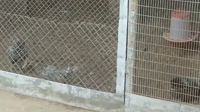 Курица кукарекает как петух, что делать в такой ситуации? смотреть онлайн