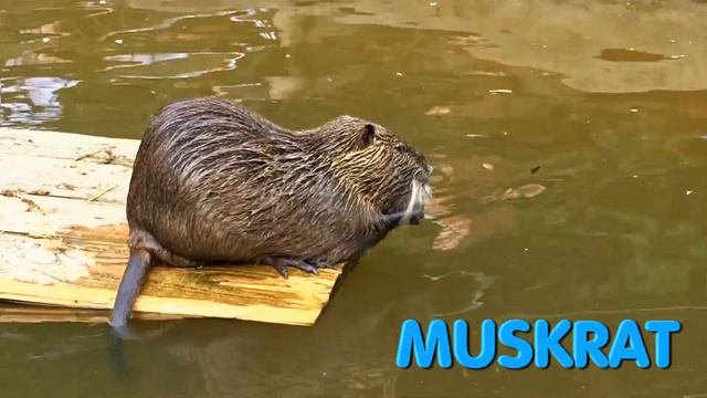 I Have A Pet | Animal Song | Super Simple Songs for kids смотреть онлайн