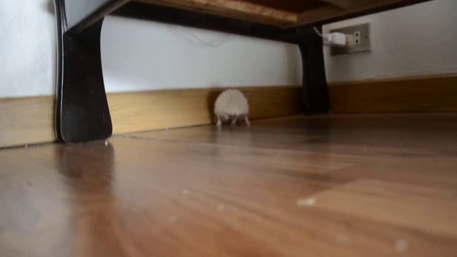 Hedgehog albino / ёжик альбинос 93 смотреть онлайн