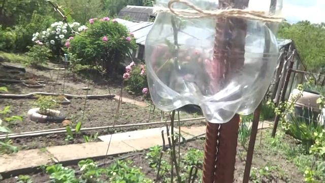 Как сделать ловушку для бабочки совки [для сада и для дачи] смотреть онлайн