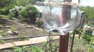 Как сделать ловушку для бабочки совки [для сада и для дачи]