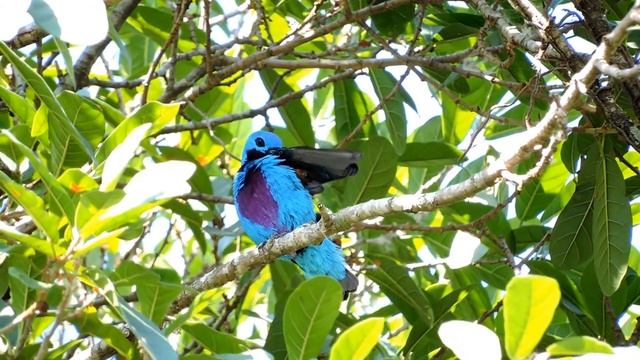 Turquoise Cotinga ( Cotinga ridgwayi) смотреть онлайн