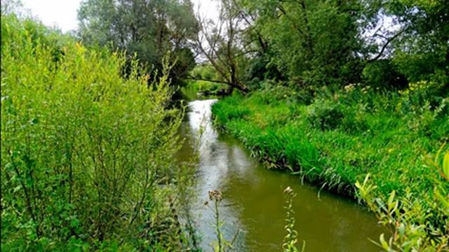 Спокойная река в небольшим лесу, щебетание птиц, звуки природы, звуки леса смотреть онлайн