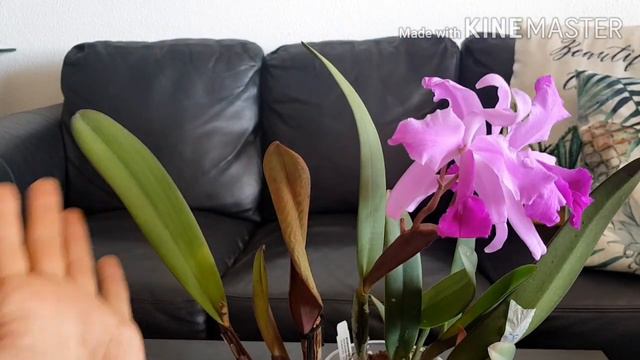 Cattleya Lawrenceana,  Cymbidium Golden Elf.