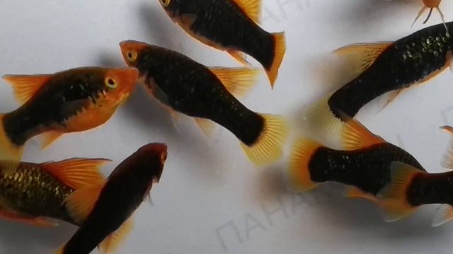 Пецилия вариатус черная красноплавничная флаговая (Xiphophorus variatus) смотреть онлайн