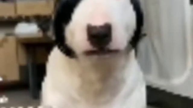 Эмо пёс (мем) смотреть онлайн