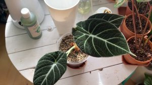 Алоказия Блэк Вельвет. Субстрат Lechuza PON