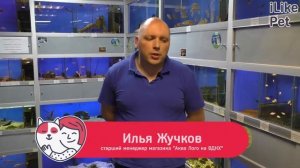 Аквариумная рыбка данио. Особенности. Уход.