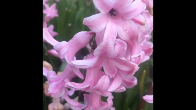 Цветение весенних цветов -первоцветов у меня в саду.Хионодокса(Scilla) и гиацинт (Hyacínthus)видео