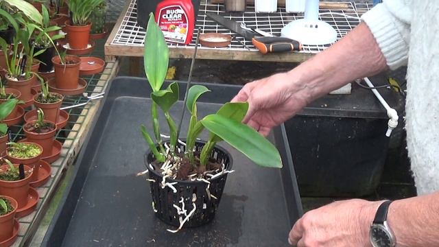 Cattleyas....cleaning, Trimming And Re-potting.
