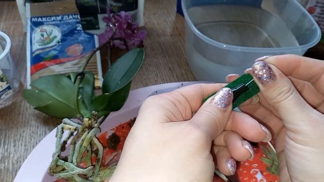 ?Пересадка мини-орхидеи после покупки?#орхидеи #пересадкаорхидеи смотреть онлайн