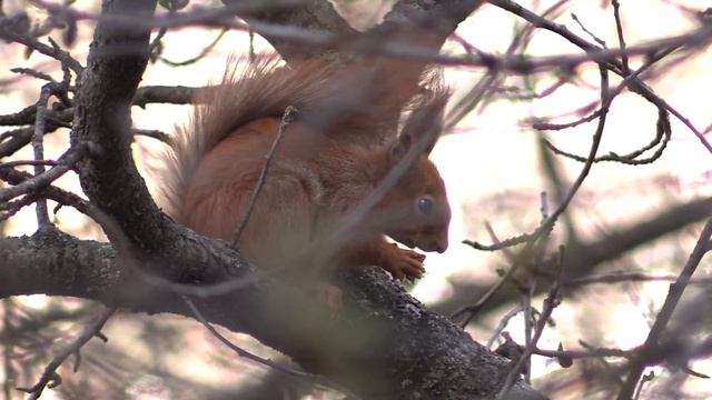 Как белки грызут орехи смотреть онлайн