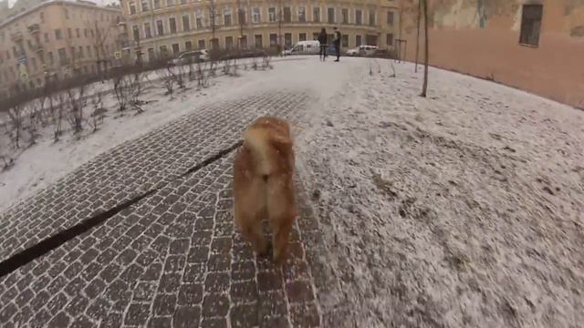 Тави и последний снежный день!!!!(Чау-Чау,GoPro) смотреть онлайн