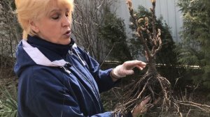 Весенняя посадка древовидного пиона.