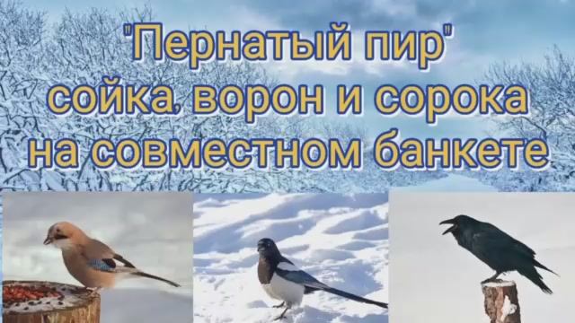 Пернатый пир перед новым годом, сойки, сороки и важный ворон смотреть онлайн