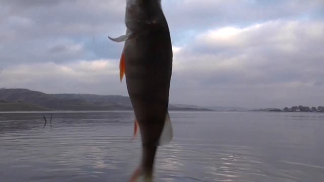 Ловля в Подводном Мире