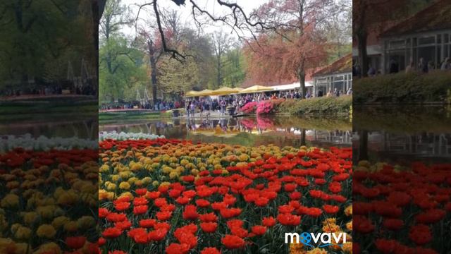 Парк цветов , красота природы смотреть онлайн