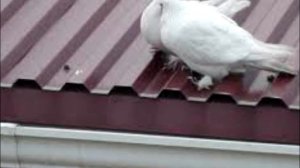 "Голуби целуются на крыше" популярная дворовая песня 60 х-80 х