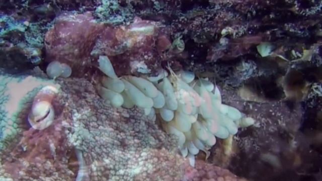 Осьминоги. Инопланетяне среди нас. 12.11.2015 смотреть онлайн